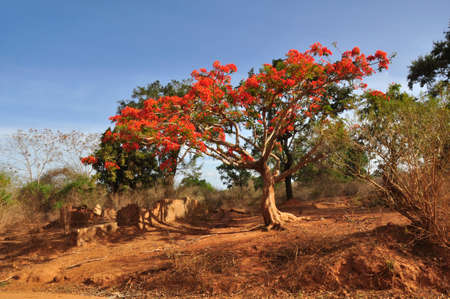Royal Poinciana tree (Delonix regia). Blooming colourfully here in the countryside of Sri Lankaの写真素材