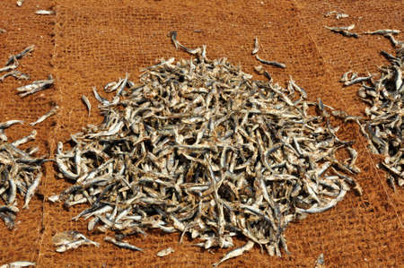 Fish drying. Harvested from the Indian Ocean off the North Western coast of the Island of Sri Lankaのeditorial素材
