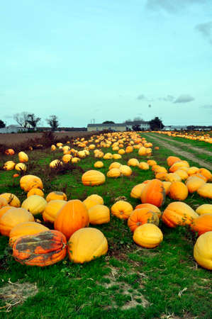 Pumpkins. For sale here, ahead of the upcoming Halloween holiday, at a farm in New Jersey, USAの写真素材