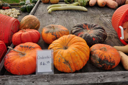 Pumpkins. For sale here, ahead of the upcoming Halloween holiday, at a farm in New Jersey, USAの写真素材