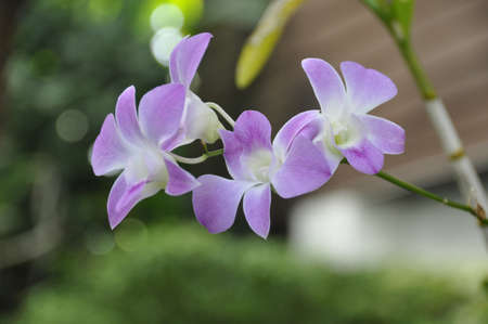 Orchid (Fam; Orchidaceae). Blooming colourfully here as part of the decorative landscaping in an hotel grounds in Pattaya, Thailandの写真素材