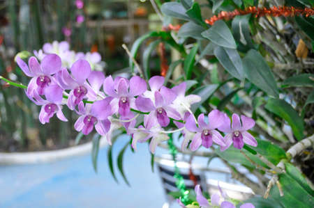 Orchid (Fam; Orchidaceae). Blooming colourfully here as part of the decorative landscaping in an hotel grounds in Pattaya, Thailandの写真素材