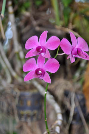 Orchid (Fam; Orchidaceae). Blooming colourfully here as part of the decorative landscaping in an hotel grounds in Pattaya, Thailandの写真素材