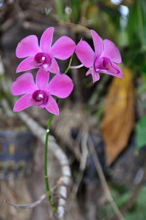 Orchid (Fam; Orchidaceae). Blooming colourfully here as part of the decorative landscaping in an hotel grounds in Pattaya, Thailandの写真素材