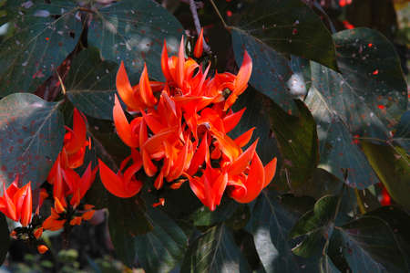 Flame of the forest (Butea monosperma). Bright red flowers on this tree, blooming colourfully here in the countryside of South Eastern Thailandの写真素材