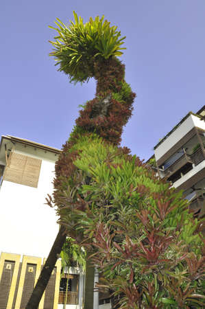 Dead tree covered with Orchid plants. A base for these orchids here in a hotel grounds in Chiang Maiの写真素材