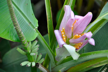 Banana flower (Gen; Musa).  Flowering colourfully before forming the fruit, Northern Thailandの写真素材