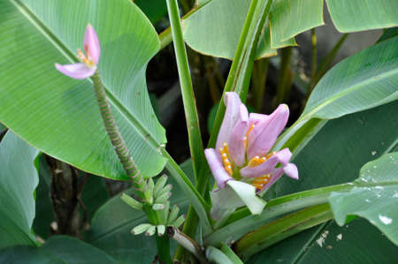 Colorful banana flower before forming the fruit, Northern Thailandの写真素材