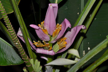 Colorful banana flower before forming the fruit, Northern Thailandの写真素材