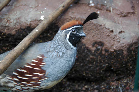 Quail (Gen; Coturnix). A small game bird, hunted all over North Americaの写真素材