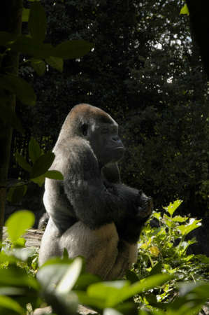 Gorilla (G. g). Africaâs largest primate inhabiting forests and jungles around the continent, highly endangeredの写真素材