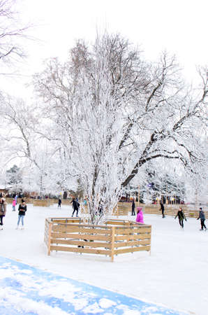 Snow-covered trees. Photographed here in the city of Vienna, after a considerable snowstorm, Austriaのeditorial素材