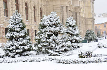 Snow-covered trees. Photographed here in the city of Vienna, after a considerable snowstorm, Austriaのeditorial素材