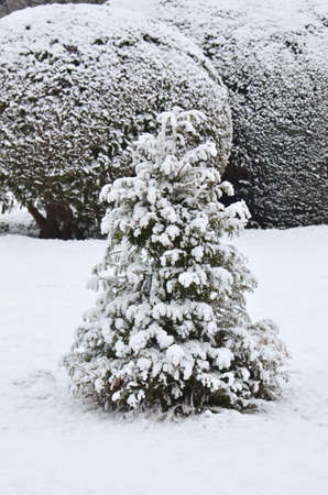 Snow-covered trees. Photographed here in the city of Vienna, after a considerable snowstorm, Austriaの写真素材