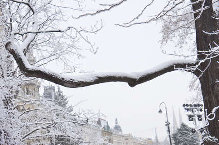 Snow-covered trees. Photographed here in the city of Vienna, after a considerable snowstorm, Austriaのeditorial素材