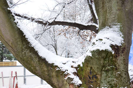 Snow-covered trees. Photographed here in the city of Vienna, after a considerable snowstorm, Austriaの写真素材