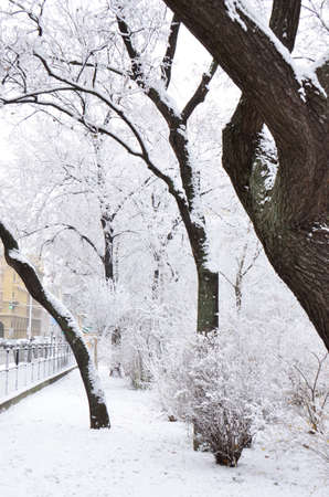 Snow-covered trees. Photographed here in the city of Vienna, after a considerable snowstorm, Austriaのeditorial素材