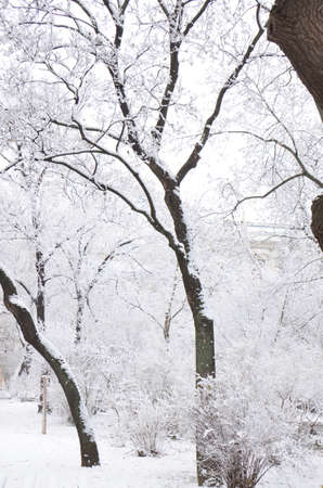 Snow-covered trees. Photographed here in the city of Vienna, after a considerable snowstorm, Austriaの写真素材