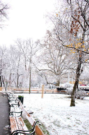 Snow-covered trees. Photographed here in the city of Vienna, after a considerable snowstorm, Austriaのeditorial素材