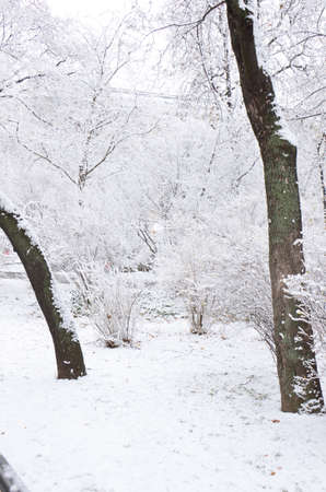 Snow-covered trees. Photographed here in the city of Vienna, after a considerable snowstorm, Austriaの写真素材