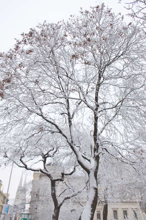 Snow-covered trees. Photographed here in the city of Vienna, after a considerable snowstorm, Austriaのeditorial素材