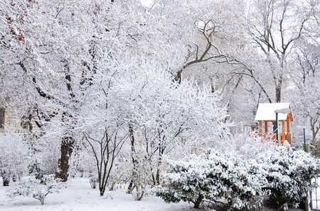 Snow-covered trees. Photographed here in the city of Vienna, after a considerable snowstorm, Austriaのeditorial素材