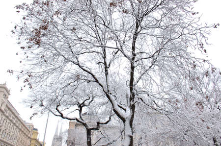 Snow-covered trees. Photographed here in the city of Vienna, after a considerable snowstorm, Austriaのeditorial素材