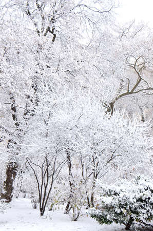 Snow-covered trees. Photographed here in the city of Vienna, after a considerable snowstorm, Austriaのeditorial素材