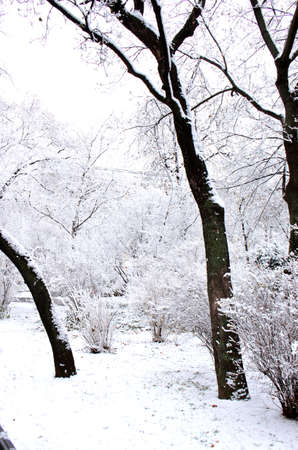 Snow-covered trees. Photographed here in the city of Vienna, after a considerable snowstorm, Austriaのeditorial素材