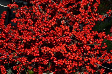 Red berries. Sold for Christmas decorations here on a market in Vienna, Austriaの写真素材