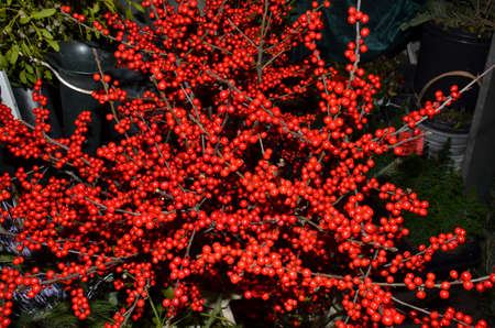 Red berries. Sold for Christmas decorations here on a market in Vienna, Austriaの写真素材