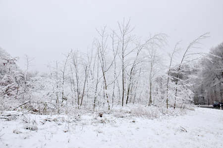 Snow covered trees. After a considerable snowstorm, these trees are shrouded in snow here in the German countrysideの写真素材