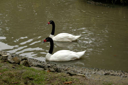 Black-necked Swan (Cygnus melancoryphus). A fresh water bird, native to the continent of South Americaの写真素材