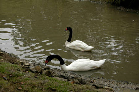 Black-necked Swan (Cygnus melancoryphus). A fresh water bird, native to the continent of South Americaの写真素材