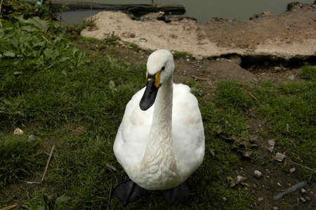 Whooper Swan (Cygnus c. cyg). Photographed here in Southern England, this large bird can be found on lakes and rivers all over Europeの写真素材