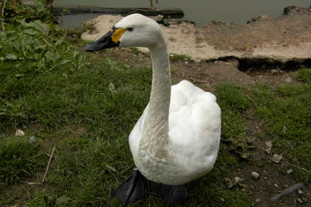 Whooper Swan (Cygnus c. cyg). Photographed here in Southern England, this large bird can be found on lakes and rivers all over Europeの写真素材