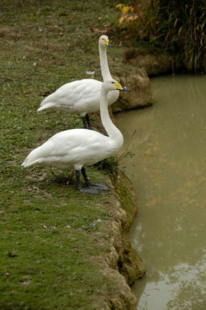 Whooper Swan (Cygnus c. cyg). Photographed here in Southern England, this large bird can be found on lakes and rivers all over Europeの写真素材
