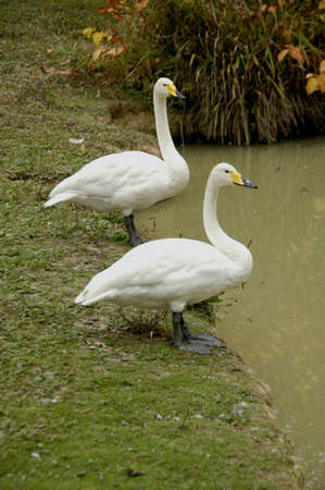 Whooper Swan (Cygnus c. cyg). Photographed here in Southern England, this large bird can be found on lakes and rivers all over Europeの写真素材