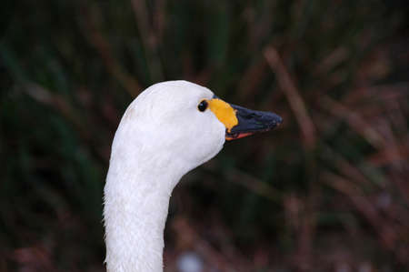 Whooper Swan (Cygnus c. cyg). Photographed here in Southern England, this large bird can be found on lakes and rivers all over Europeの写真素材