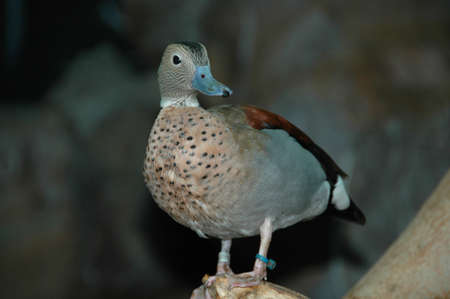 Ringed Teal (Callonetta leucophrys). A fresh water bird, native to the continent of South Americaの写真素材