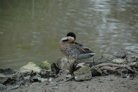 Versicolor Teal  (Anas v). A fresh water bird, native to the continent of South Americaの写真素材