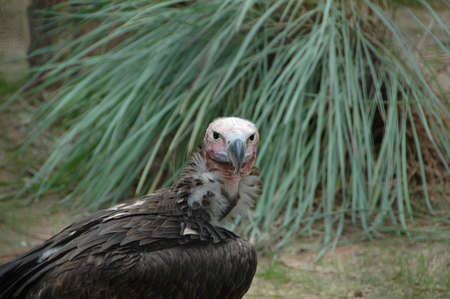 African White-backed Vulture (Gyps africanus). A scavenging bird cleaning up the plains of the continent of Africaの写真素材
