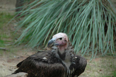 African White-backed Vulture (Gyps africanus). A scavenging bird cleaning up the plains of the continent of Africaの写真素材