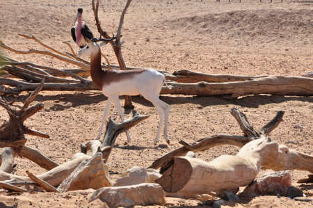 Dama Gazelle (Gazella d.). Native to the desert regions of North Africa and here, in the Middle Eastのeditorial素材