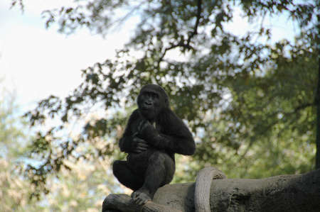 Gorilla (Gor. g.). Africaâs largest primate inhabiting forests and jungles around the continent, highly endangeredの写真素材