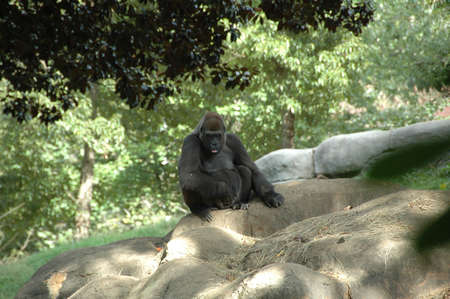 Gorilla (Gor. g.). Africaâs largest primate inhabiting forests and jungles around the continent, highly endangeredの写真素材