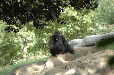 Gorilla (Gor. g.). Africaâs largest primate inhabiting forests and jungles around the continent, highly endangeredの写真素材