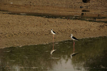 Common Stilt (Gen; Himantopus). Wading here in a seasonal pond in Abu Dhabi, UAEの写真素材