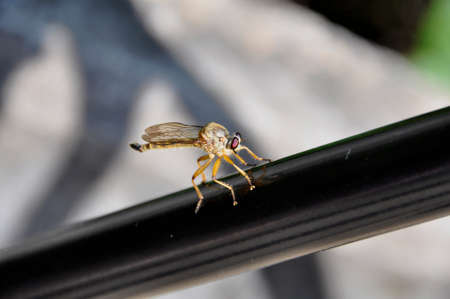 Robberfly (Fam; Asilidae). A small dragonfly resting on my tripod leg here in Northern Thailandの写真素材