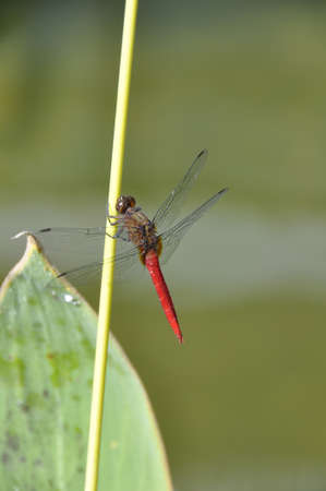 Red swampdragon (Agrionoptera insignis). A small, brightly coloured dragonfly resting on this plant stem, here in northern Thailandの写真素材